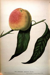 Peach, from Charles Hovey's Fruits of America (New York, 1856).