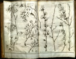 Fruit tree branches in flower, from Batty Langley's Pomona, or, The fruit-garden illustrated (London, 1729)
