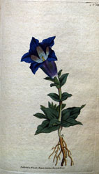 A blue gentian, from Curtis' Botanical Magazine (v. 1-4, 1787-1791)