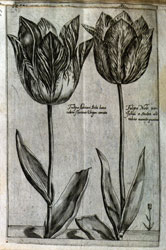 Tulips, from Crispijn van de Passe's Hortus Floridus (Arnhem, 1616)