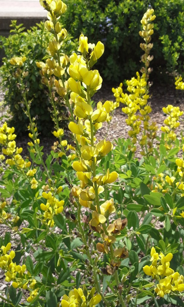 What’s Blooming this Week False Indigo Library News