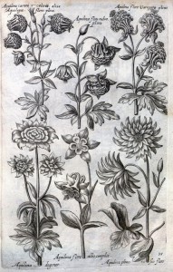 Columbines from de Bry's Florilegium