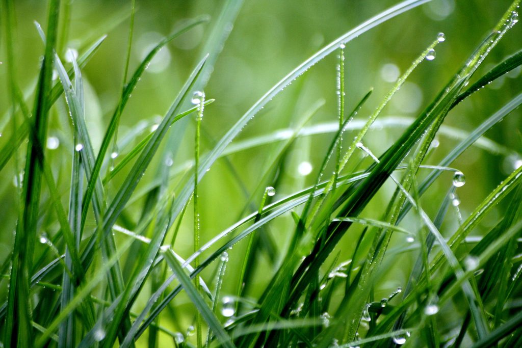 Grass with rain drops