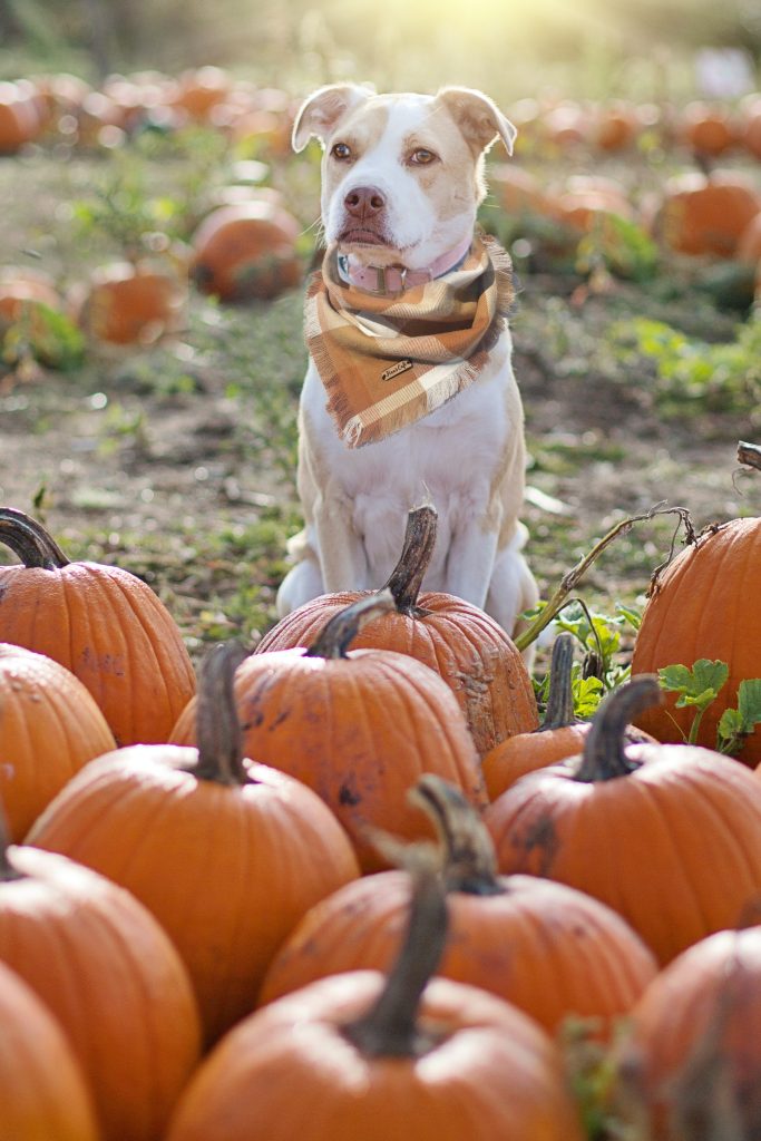 A dog with a orange scarf gentle tied around its neck sitting behind a group of orange pumpkins.