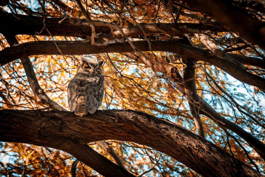 Great horned owl sitting in a tree surrounded by fall leaves