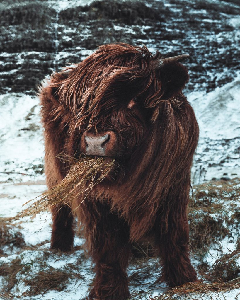 Brown long haired cow eating hay in winter landscape