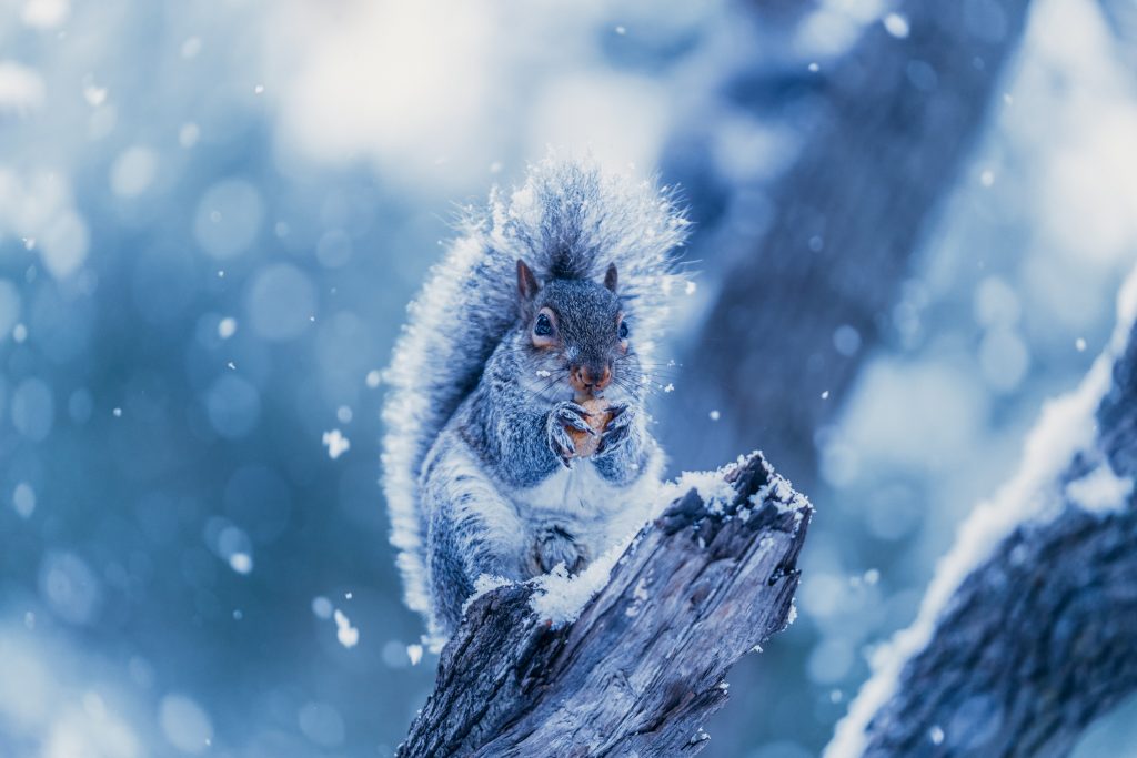 A squirrel covered in snow on a branch.