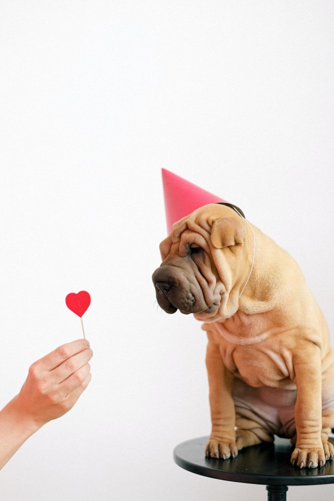 Shar pei dog in a red cone hat being offered a red lollipop in the shape of a heart