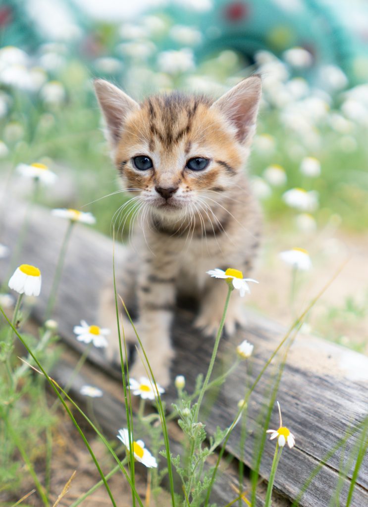 Gold and brown tabby kitten surrounded by white and yellow flowers