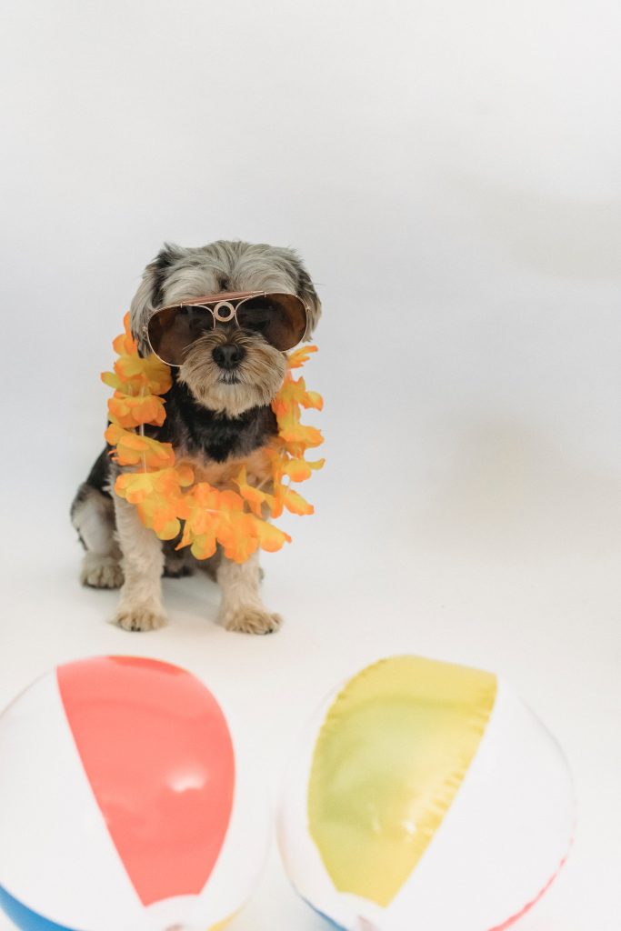 Dog in flower necklace and sunglasses behind beach balls