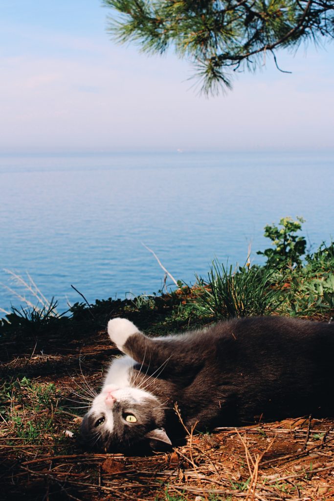 Cat laying on the ground next to a lake