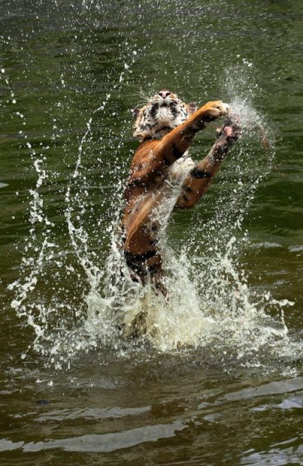 Tiger leaping out of water
