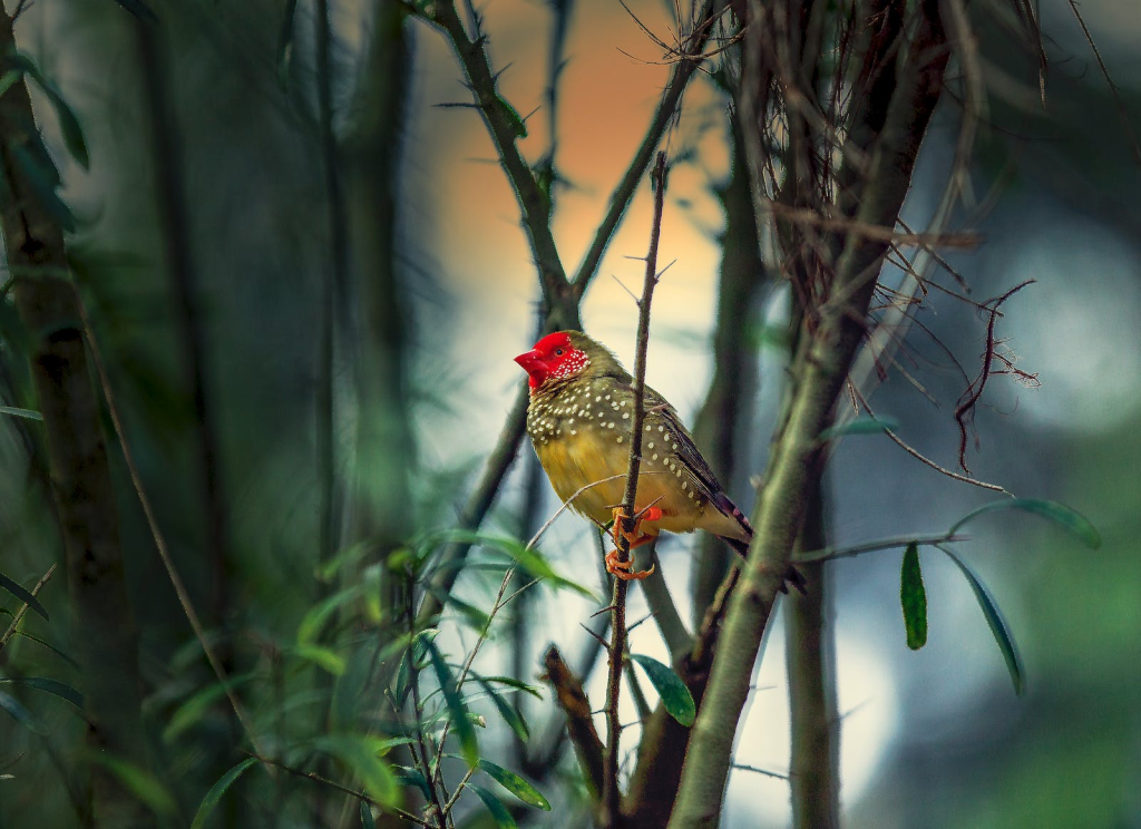 Bird on branch. Red and orange feathers.