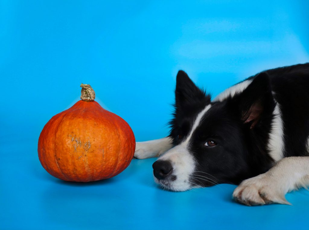 dog laying next to pumpkin