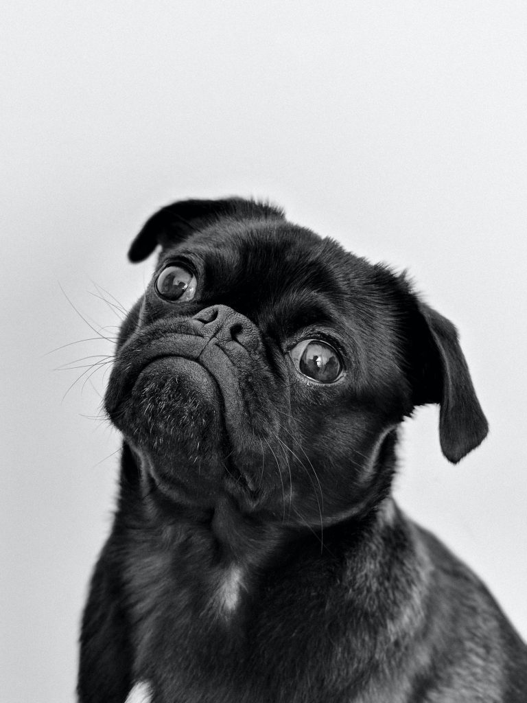 Small black dog looking up