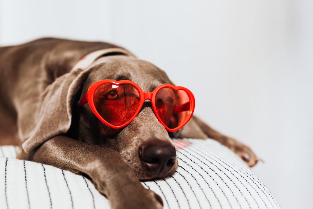 Dog wearing heart-shaped sunglasses