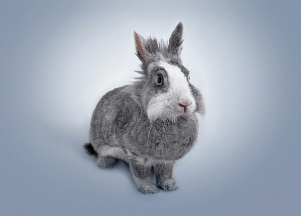 Grey rabbit with white face