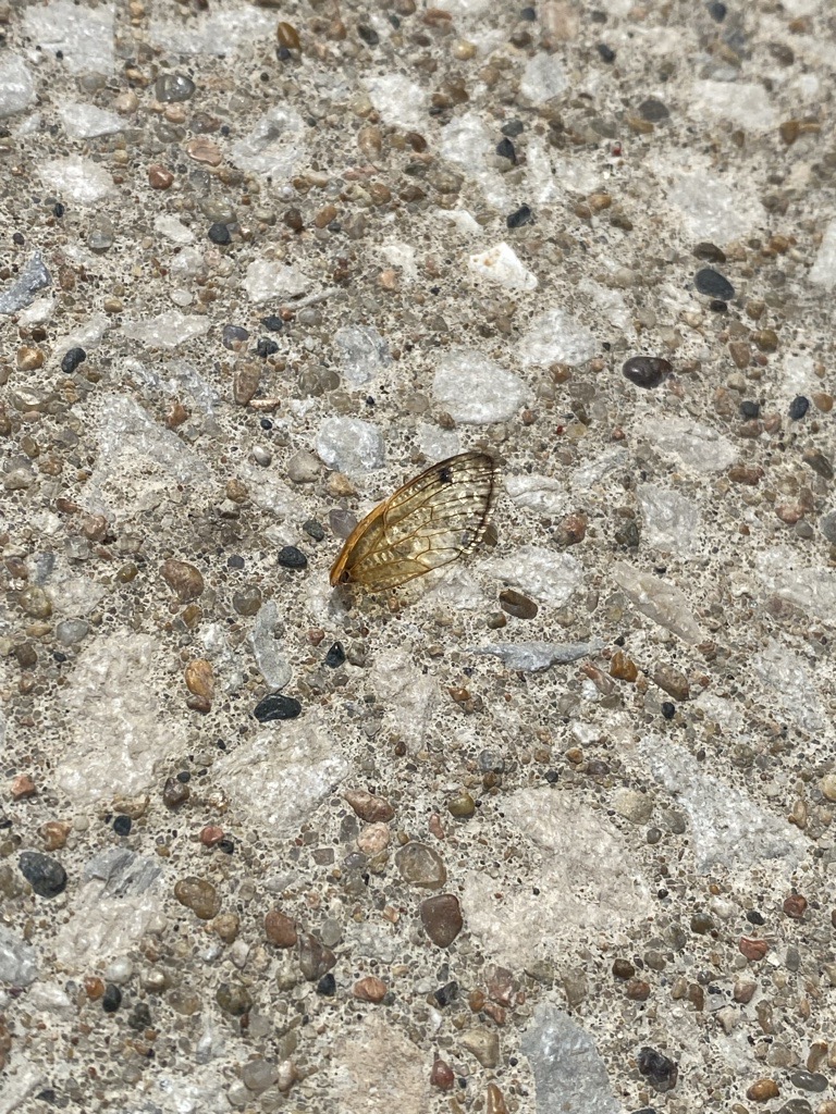 Wing of cicada taken on gravel