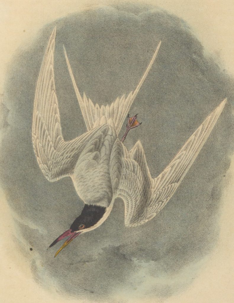 An illustration of a sea-bird (a tern) diving.