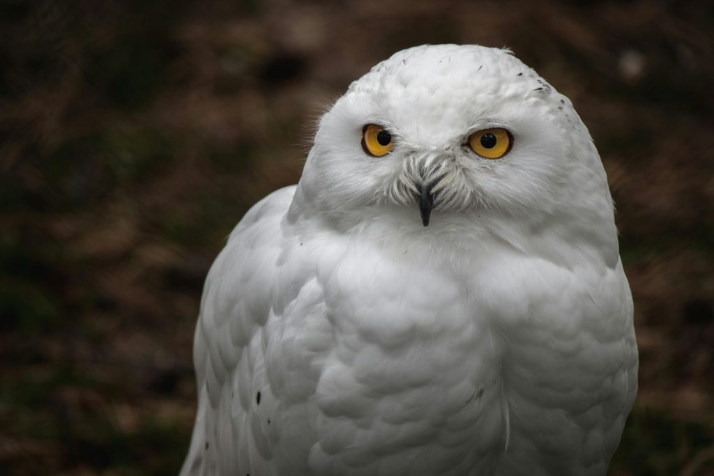 White owl on a dark background