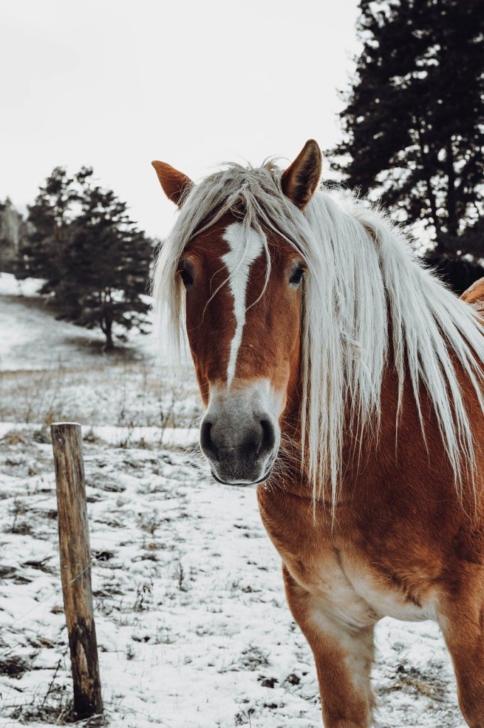 Brown and white horse with long white hair looks at the camera. Snowy grass is visible and and gray wintry sky is in the background. Image by Edyta Stawiarska via Pixabay.