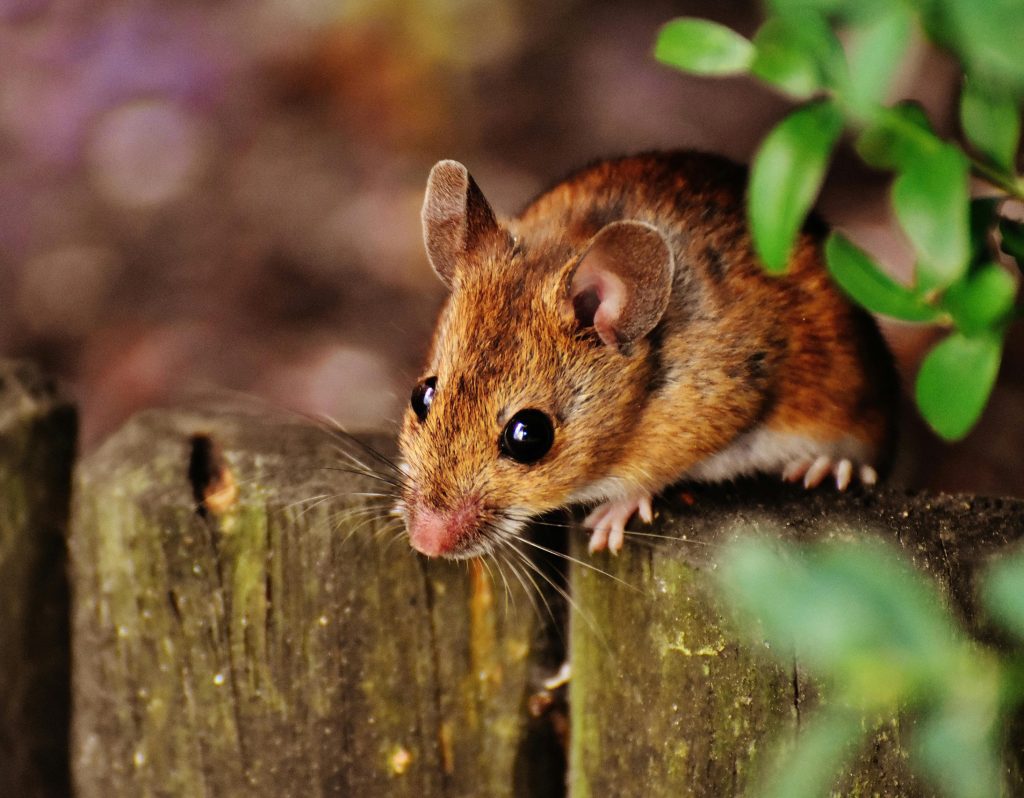 Close up of a brown mouse with large black eyes sitting on a wooden fence post. Some greenery is blurred in the right corner.