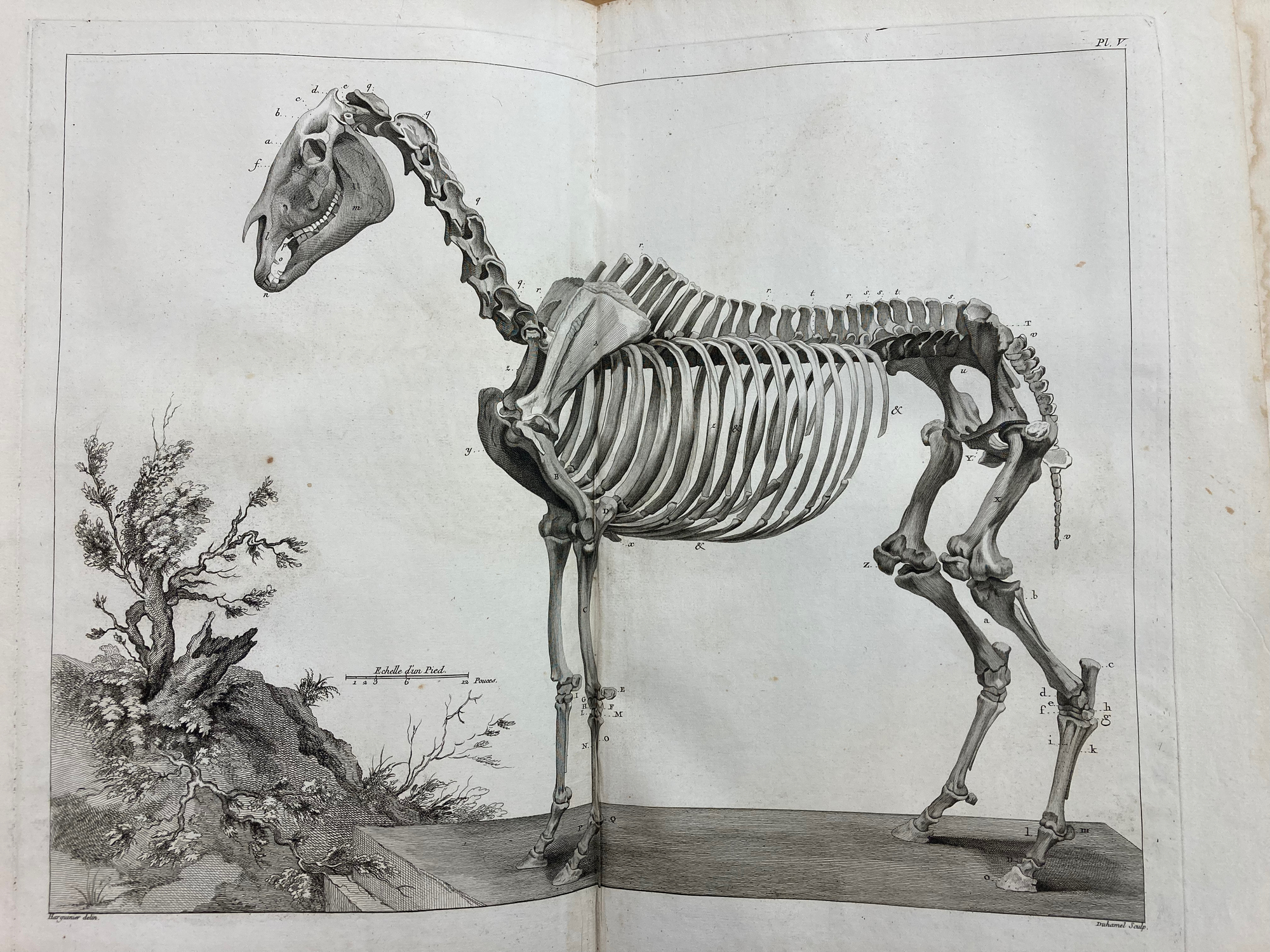 Philippe-Etienne LaFosse, Cours d'hippiatrique, ou Traité complet de la médecine des chevaux (1772) 03.jpeg