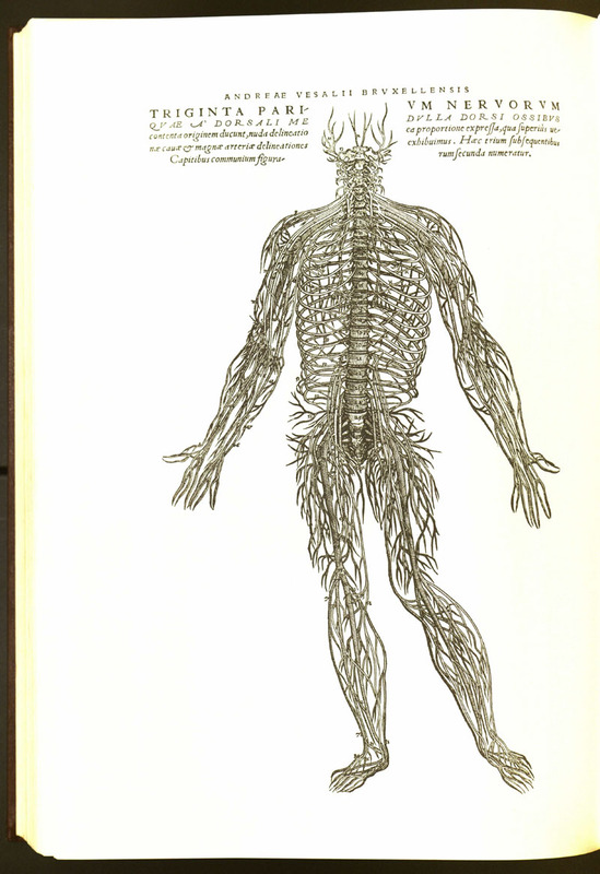 Vesalii  Know more about the Heart