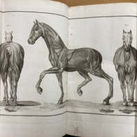 Philippe-Etienne LaFosse, Cours d'hippiatrique, ou Traité complet de la médecine des chevaux (1772) 07.jpeg