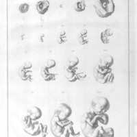 Icones embryonum humanorum / Samuelis Thomae Soemmerring.<br />
