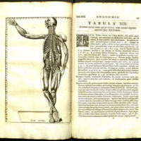 anatomicae0002.jpg