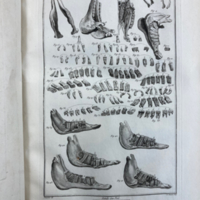 Philippe-Etienne LaFosse, Cours d'hippiatrique, ou Traité complet de la médecine des chevaux (1772) 04.jpeg