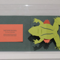 Hesperana S Sheehy on display.jpg