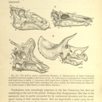 paleontology4.jpg
