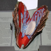 The Mollusk A Richard exhibit with statement.jpg