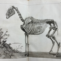 Philippe-Etienne LaFosse, Cours d'hippiatrique, ou Traité complet de la médecine des chevaux (1772) 03.jpeg