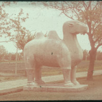 Hiller 09-061 : Standing camel statue on Elephant Road in Ming Xiaoling Mausoleum 